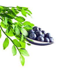 blueberry isolated on white background