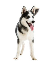 Husky dog breed
