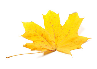 Autumn yellow maple leaf