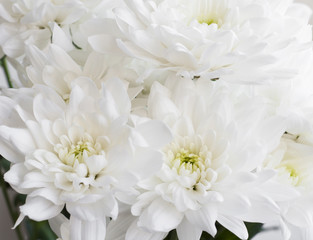 White Chrysanthemum