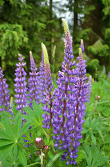 Purple flowers Lupinus on the meadow- wild plants