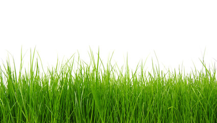 Green grass on white background © Alekss