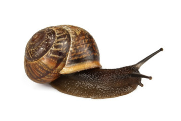 Snail close up