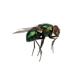 green fly