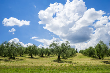 Olivenbäume