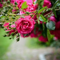 blühender Rosenstrauch