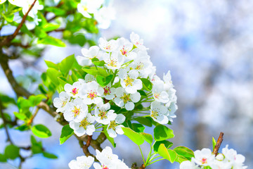 blossoming apple tree branch