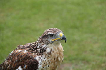 A Beautiful Portrait of a Falcon Bird of Prey.