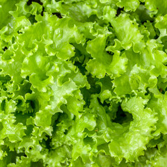 Green letucce
