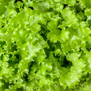 Green letucce