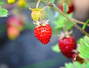 Wild strawberry
