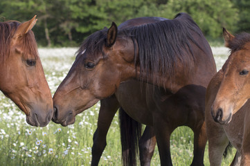 Fototapeta premium horse sense