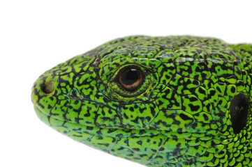 green lizard