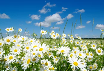 Cercles muraux Marguerites white daisies