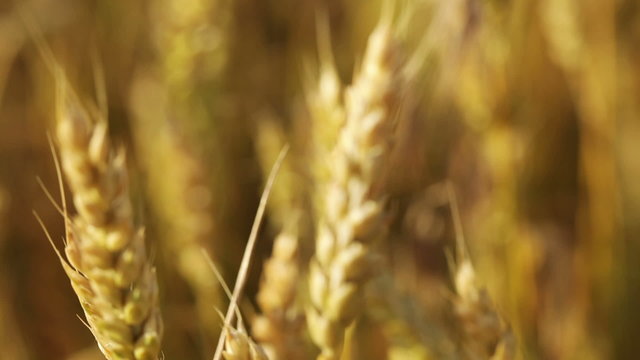 Wheatfield