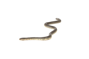 Speckled King Snake