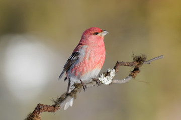 Grosbeak sitting on a branch.