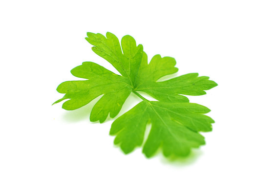 green parsley isolated