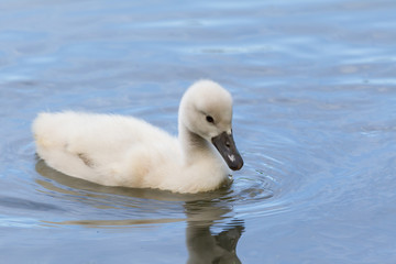 Fototapeta premium A cygnet is swimming in the water