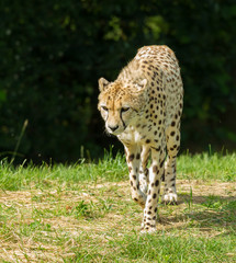 Walking Cheetah
