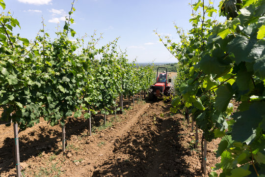 Tractor spraying vineyard