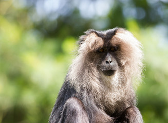 lion-tailed macaque portrait