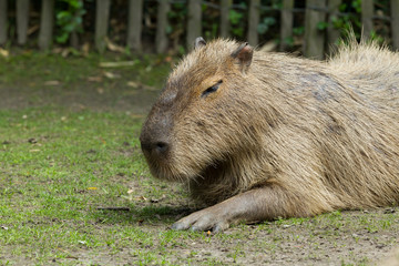 Capybara resting