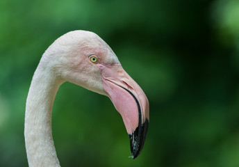 Portrait of a Greater Flamingo.
