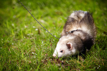 Ferret on leash in park