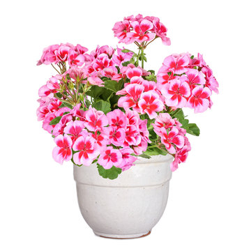 Pelargonie, Geranie, isoliert