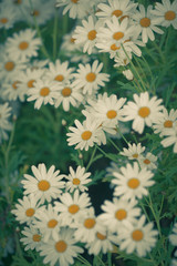 Blooming Camomile flowers at flowerbed