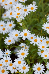 Fototapeta premium Blooming Camomile flowers at flowerbed