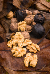 Walnut (Juglans regia)