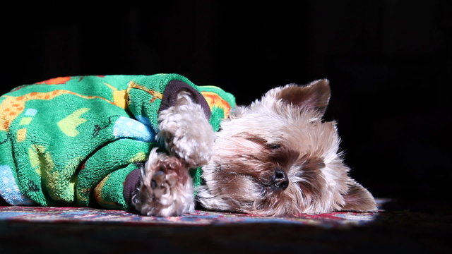 Yorkie Sun Bathing Scatching Face