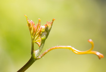 young branch of grapes on the nature