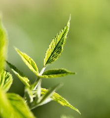 beautiful sprout raspberries