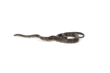 Fototapeta premium Blue Racer