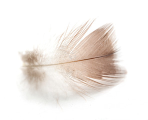 Obraz premium feather on white background