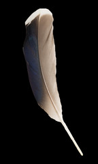 feather on a black background