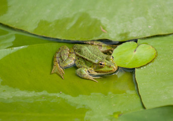 Frosch auf Seerosenblatt