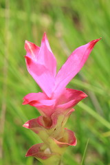 Pink Siam Tulip in Chaiyaphum Province Northeast of Thailand.