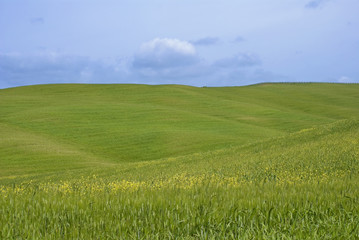Green Hills in Tuscany