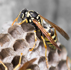 Wasp Nest with Pupae
