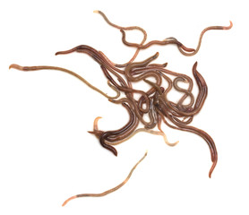 earthworms on a white background