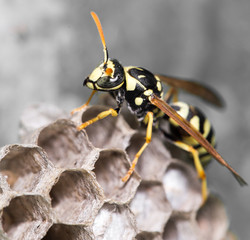 Wasp Nest with Pupae