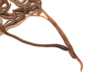 earthworms on a white background