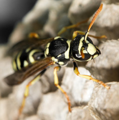 Wasp Nest with Pupae