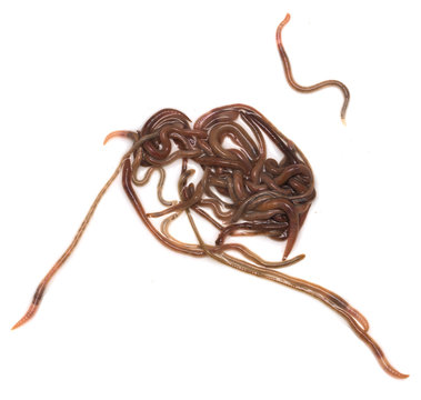 earthworms on a white background