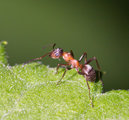 ant in nature. macro
