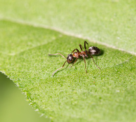 ant in nature. macro